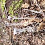 Monotropa unifloraFlor