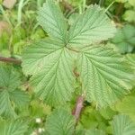 Rubus camptostachys 花