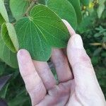 Bauhinia galpinii Leaf