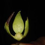 Neostenanthera neurosericea Flower