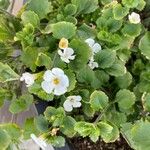 Bacopa repens फूल