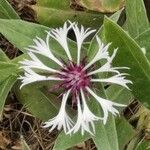 Cyanus lugdunensis Flower