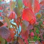 Corylus americana برگ