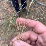 Panicum simile Habit