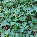 Vigna trilobata Hoja