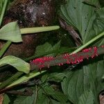 Anthurium formosum Annet