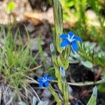 Gentiana nivalisBlomma