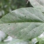 Dombeya punctata Leaf