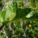 Solanum anguivi Muu