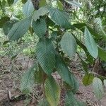 Minquartia guianensis Fuelha