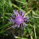 Centaurea decipiensКвітка