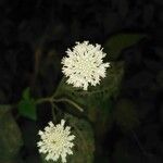 Melanthera nivea Voninkazo