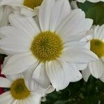 Tanacetum cinerariifolium Fleur