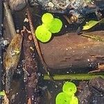 Spirodela polyrhiza Leaf