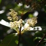 Spiraeanthemum meridionale Flower