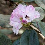 Rhododendron campanulatum Blodyn