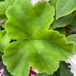 Pelargonium zonale Blad