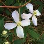 Clematis montana 花