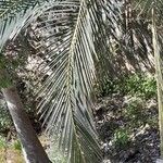 Macrozamia moorei Hoja