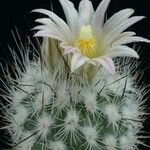 Turbinicarpus schmiedickeanus Характер