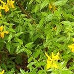 Genista tinctoria Yaprak