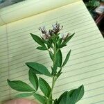 Cleome dodecandra Flower