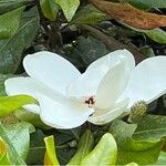 Magnolia virginiana 花