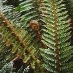 Polystichum vestitum Blad