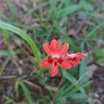 Freesia laxa Blüte