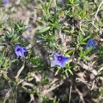 Lithodora fruticosaFlower