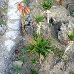Aloe × delaetii ᱛᱟᱦᱮᱸ