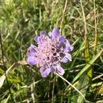 Scabiosa canescens फूल