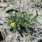 Biscutella arvernensis Tabia