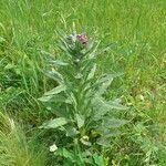 Cynoglossum officinale Levél