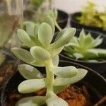 Sedum allantoides Lapas