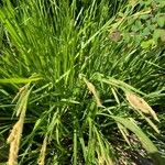 Carex stricta Leaf