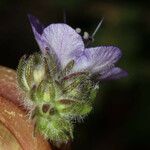 Phacelia distans 花