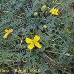 Morisia monanthos Hábito