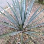 Agave tequilana Leaf