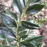 Sarcococca ruscifolia Foglia