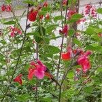 Salvia microphyllaКветка