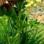 Astragalus frigidus পাতা