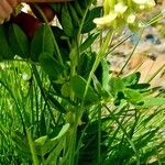 Astragalus frigidus Blatt