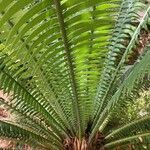 Dioon spinulosum List