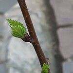 Betula pubescens Feuille