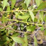 Morella cerifera Hoja
