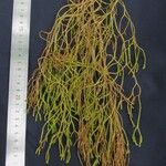 Huperzia verticillata Sonstige