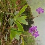 Primula spectabilis Blüte