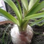 Albuca bracteata List