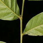 Hirtella trichotoma Leaf